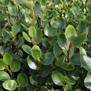 Griselinia littoralis 125-150 cm